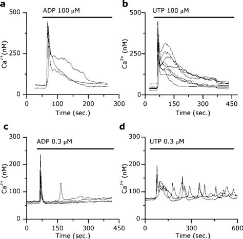 Different Patterns Of Ca Signals Are Induced By High Compared To Low