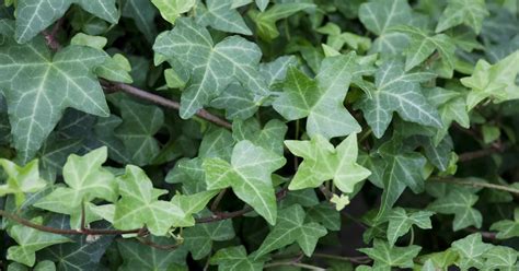 Hedera Helix Woerner Efeu Woerner Gartenvielfalt