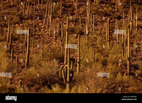 Saguaro cactus Arizona Stock Photo - Alamy