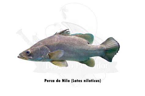 Top Maiores Peixes De Gua Doce Do Mundo Blog Do Pescador