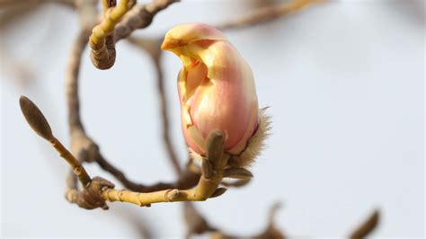 Meet Bird Shaped Magnolia Flowers Cgtn