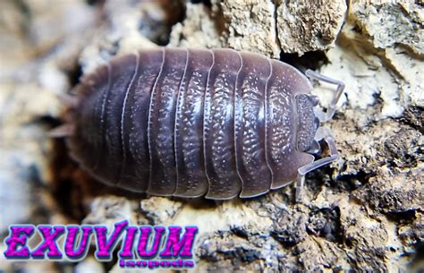 Porcellio Dilatatus Giant Canyon Woodlouse Exuvium