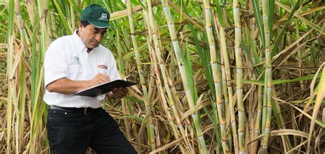 Manejo Integrado Del Cultivo De Ca A De Az Car Instituto Nacional De