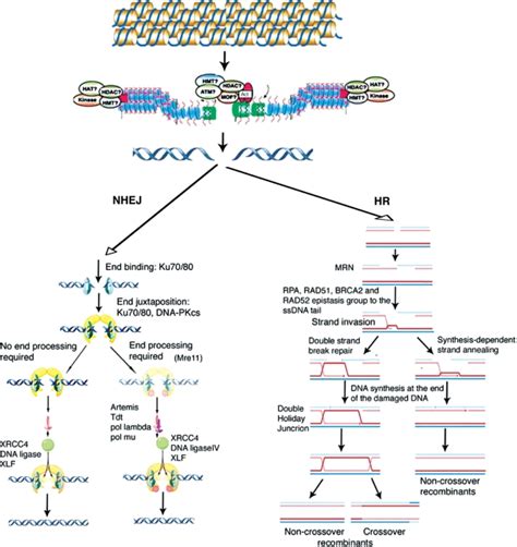 Major Regulatory Steps In Dsb Repair Dna Damage Repair Is Accompanied