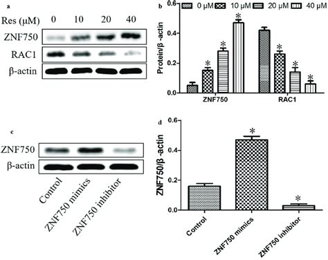 Effects Of Resveratrol Res On Znf And Rac Expressions After