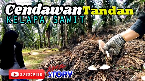 Cendawan Kulat Tandan Kelapa Sawit Cari Siang Dan Masak Youtube