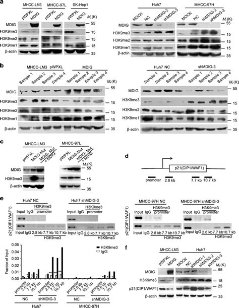 Mdig Regulates Expression Of P Cip Waf Via H K Demethylation A