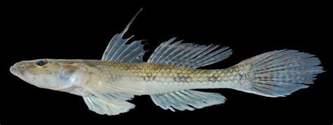 Glossogobius Alchetron The Free Social Encyclopedia