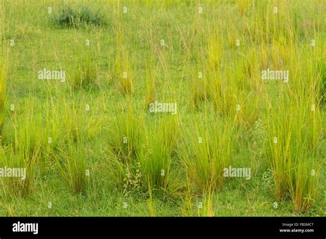 Grass In Africa