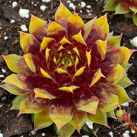 CHICK CHARMS GOLD RUSH Sempervivum Garden Crossings