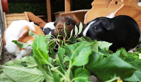 So F Tterst Du Dein Meerschweinchen Richtig Experten Futterplan