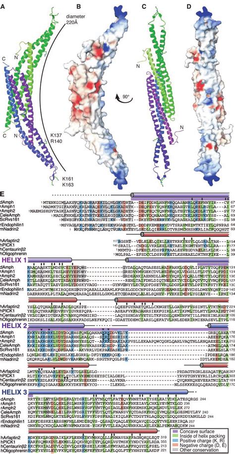 Structure Of The Drosophila Amphiphysin BAR Domain A Ribbon