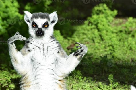 Portrait of a lemur in the jungle, sunbathing. 8029304 Stock Photo at Vecteezy