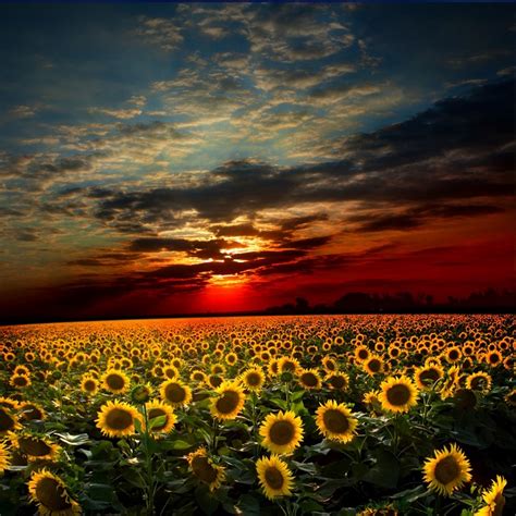 Scenery Fields Sunflowers Sunrises And Sunsets Sky Clouds Hd