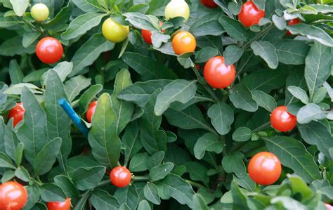 Flora De Las Islas Canarias Solanum Pseudocapsicum