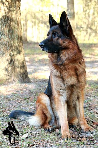 Marlo v. Baccara | Canine Extreme German Shepherds for Sale