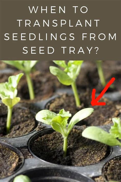 When To Transplant Seedlings From Seed Tray Artofit