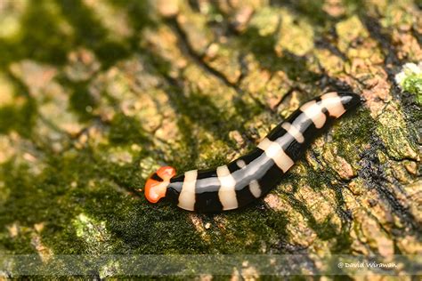 Hammerhead Flatworm Singapore Geographic