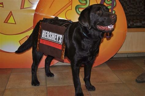 Costumes That Prove Labradors Always Win At Halloween