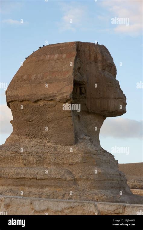 Head of ancient Sphinx in Giza pyramid complex also called the Giza ...