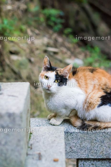 京都 伏見稲荷大社の境内でくつろぐ三毛猫の写真素材 202064110 イメージマート