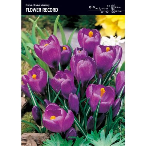 Krokus Wielkokwiatowy Flower Record Cebulka Szt Sklep Gardenowo