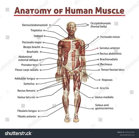 Anatomy Human Muscle Name All Parts Stock Illustration