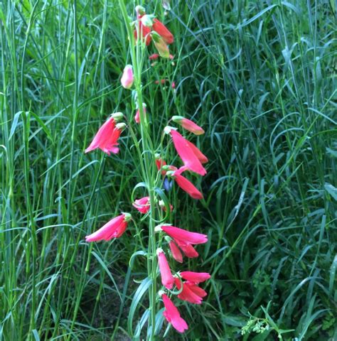 Penstemon Barbatus Ssp Coccineus