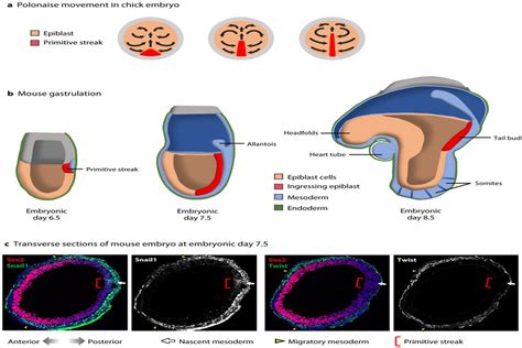 Cell Movements And Gene Expression During Chick And Mouse Gastrulation