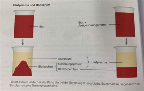 Lz Blut Karteikarten Quizlet