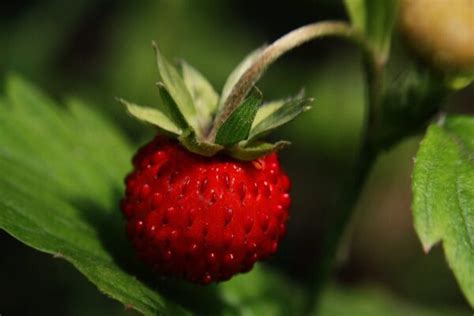 Aardbeien Bemesten Tips Voor Meer En Lekkere Aardbeien