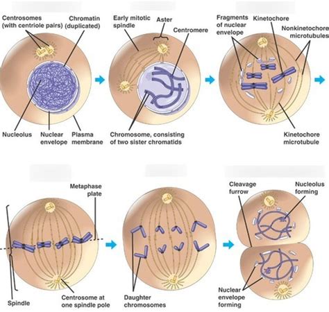 6 Complete Stages Of Mitosis Diagram Quizlet