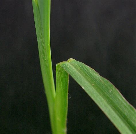 Barnyard Grass Weed Identification Guide For Ontario Crops Ontario Ca