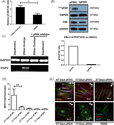 Y397 FAK Inhibitor PFAKi PF573228 Inhibits Topography Induced Di Ff