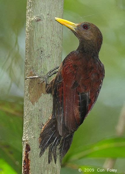 Tierra De Tucanes Y P Jaros Carpinteros Pico Herrumbroso Blythipicus