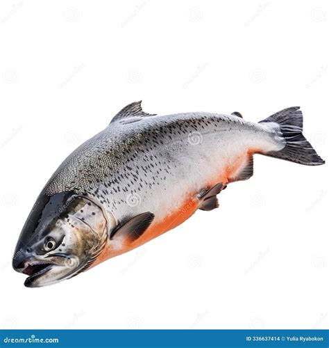 Coho Salmon Grayscale Vector Illustration | CartoonDealer.com #57679258