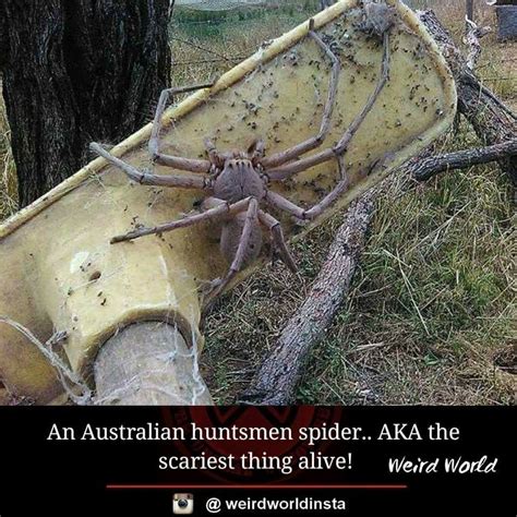 Australian Huntsman Spider Spider Pictures Huntsman Spider Giant Huntsman Spider