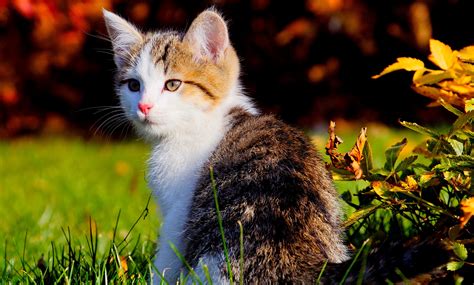 Wallpaper Beautiful Cat