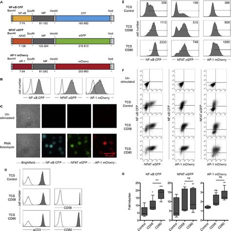 Generation And Characterization Of The Triple Parameter Reporter T Cell Download Scientific