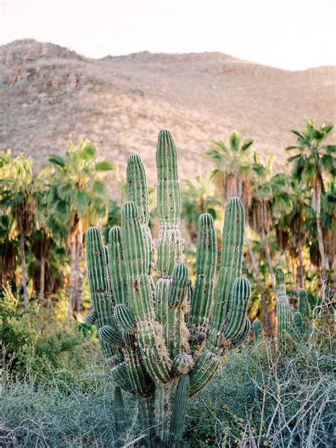 Cactus In Front Of Palm Trees And Mountain By Stocksy Contributor