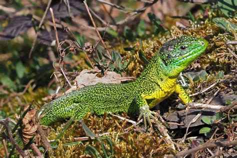 Fachbeirat Nabu Naturgucker Info Infos Ber Nabu Naturgucker