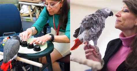 Smartest Parrot In The World Defeats Harvard Students In Memory Test ...