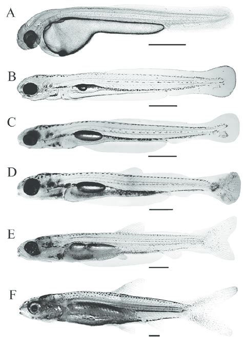 Posthatch Development Of Splittail Yolk Sac Larvae And Larvae A Newly