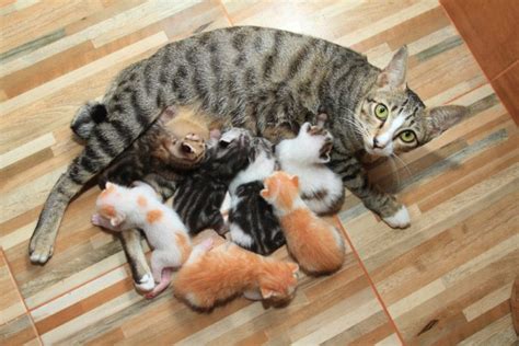 Do Cats Enjoy Sex Mating Vet Reviewed Feline Facts Catster