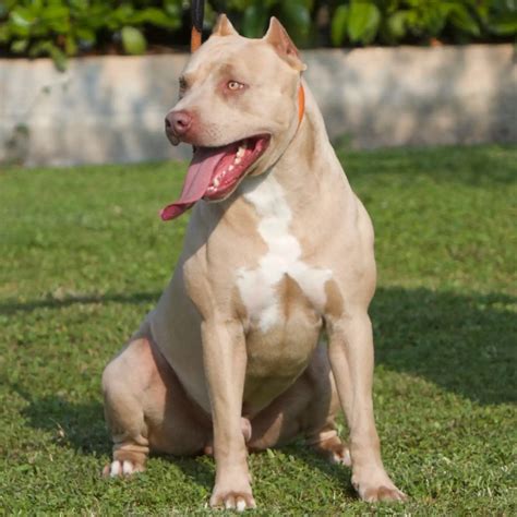 Scarlet Kennel Pitbull Home Facebook Atelier Yuwa Ciao Jp