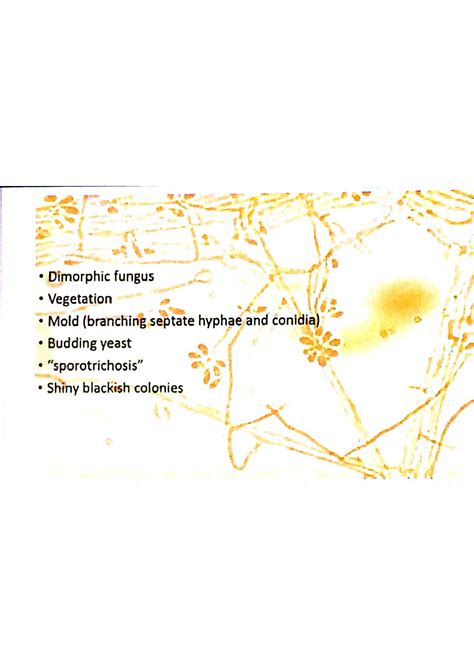 Solution Microbiology Subcutaneous Mycoses Endem