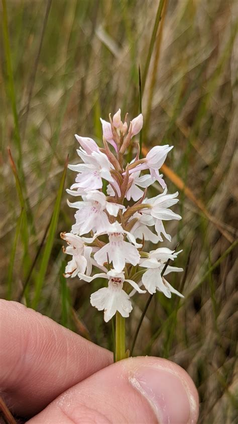 Orchids and other wildlife on Lindisfarne - James Common