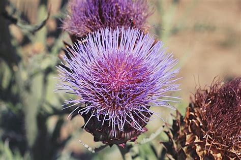 Thistles Hd Transparent, Thistle Color Purple Flowers And Butterflies ...