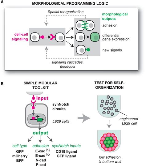 Programming Self Organizing Multicellular Structures With Synthetic