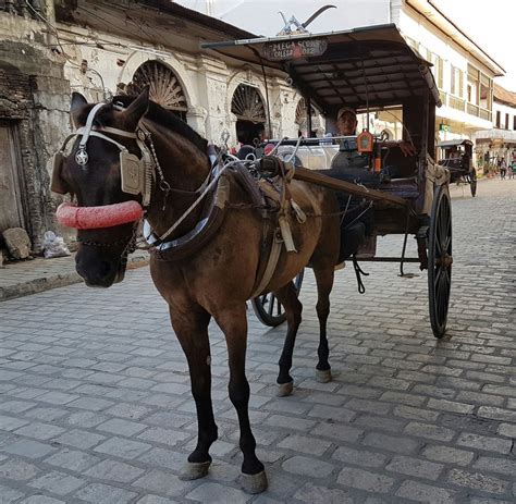 Kalesa or Calesa in Vigan, Philippines Part IV — Steemit